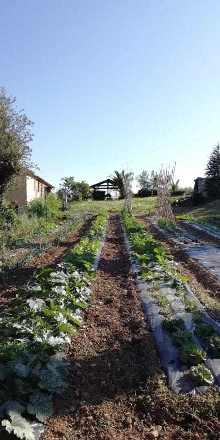 Podere Baloo Suvereto Villa Esterno foto