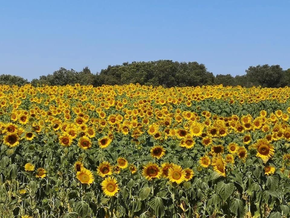 Podere Baloo Suvereto Villa Esterno foto