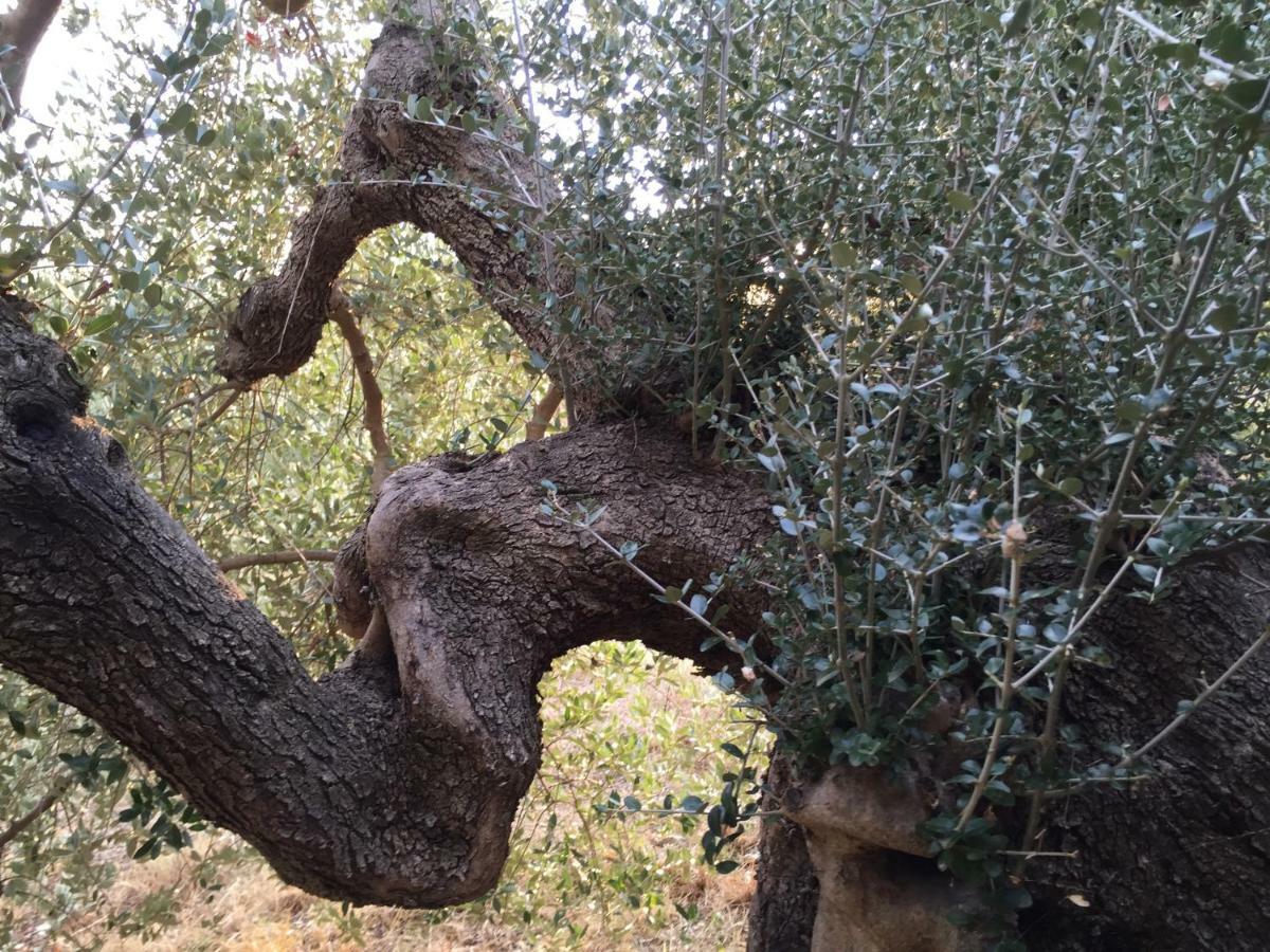 Podere Baloo Suvereto Villa Esterno foto